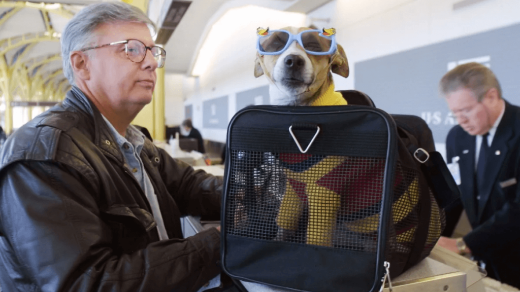 Flying in the U.S.A. with a Service Dog