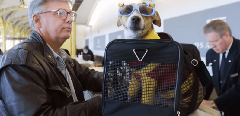 Tips for Flying in the U.S.A. with a Service Dog | NSARCO