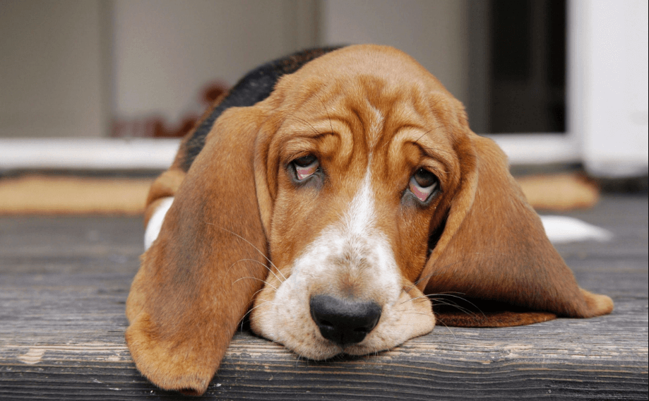 Viral Diseases in Canines