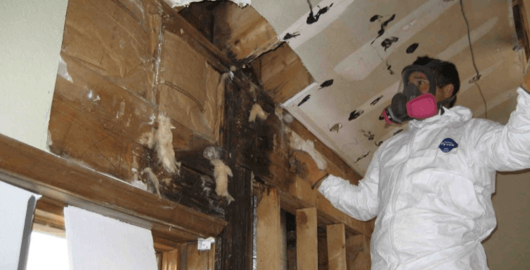 What Happens After the Pros From One of the Mold Remediation Services Colorado Springs Colorado Leaves Your Home?
